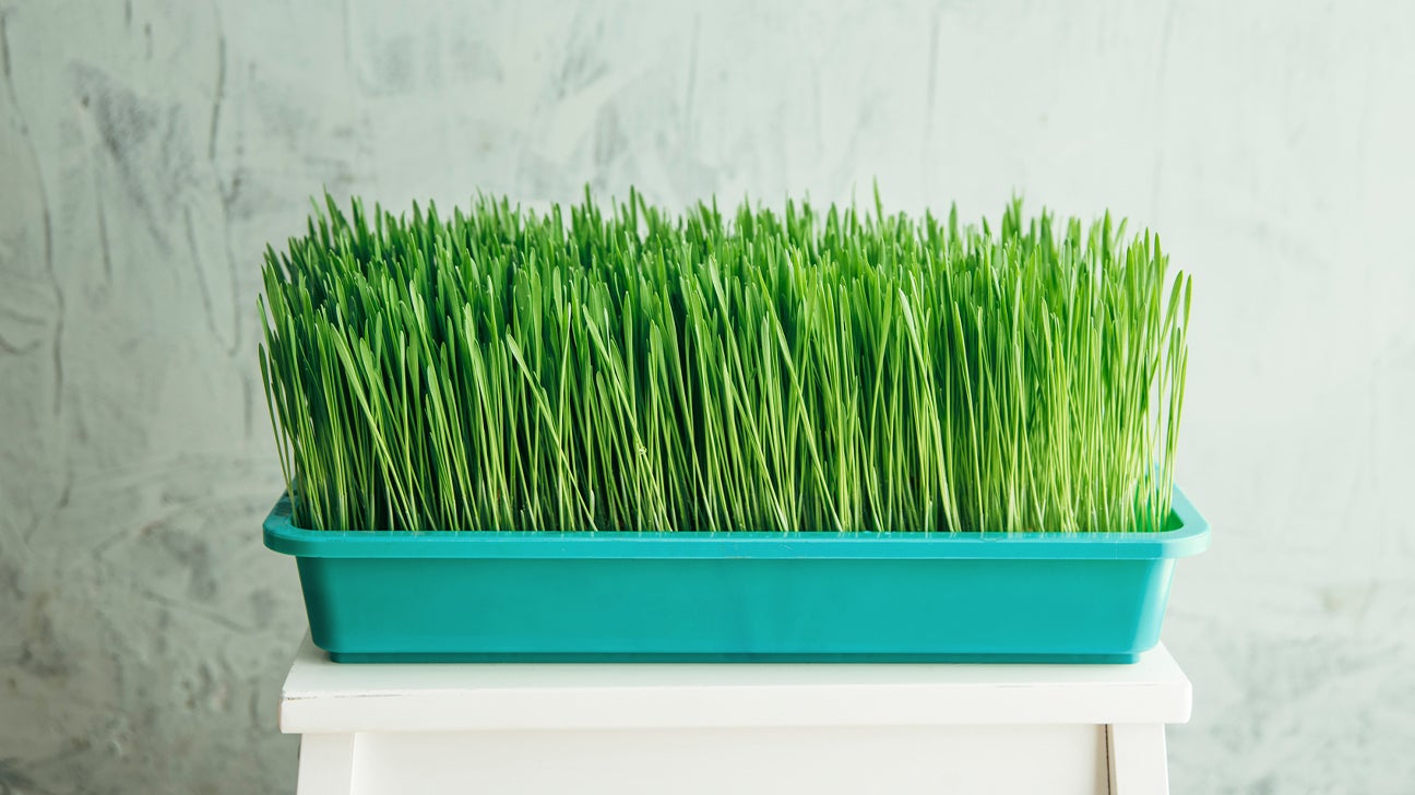 Is Wheatgrass Gluten Free