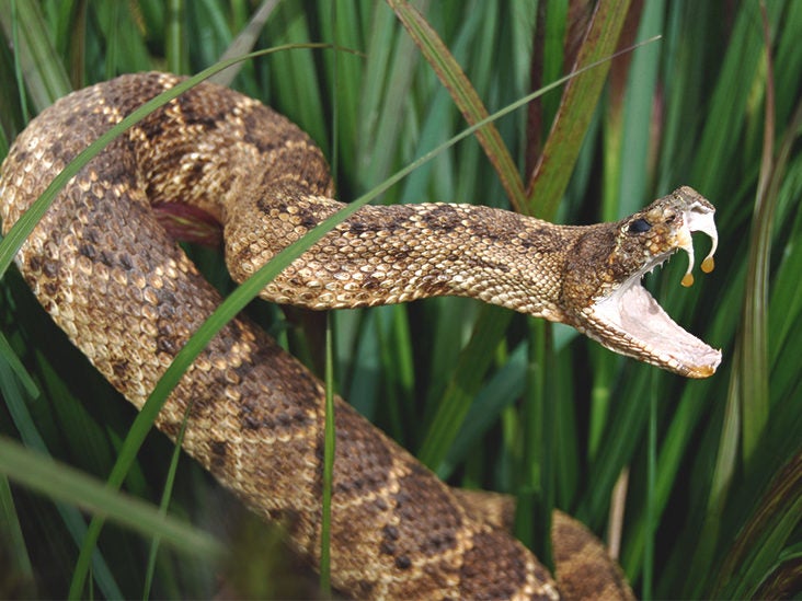 southern pacific rattlesnake with mouth open