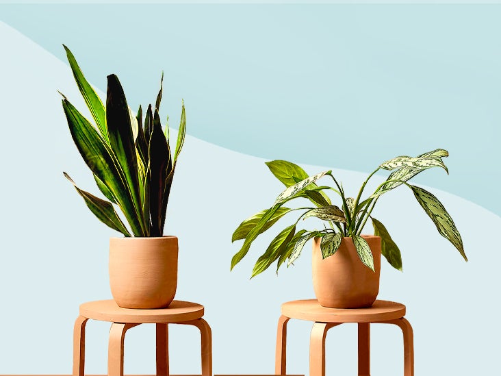 11 Low-Maintenance Plants for the Forgetful People