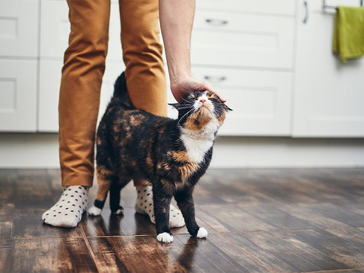 Is Your Cat Endangering Your Health?