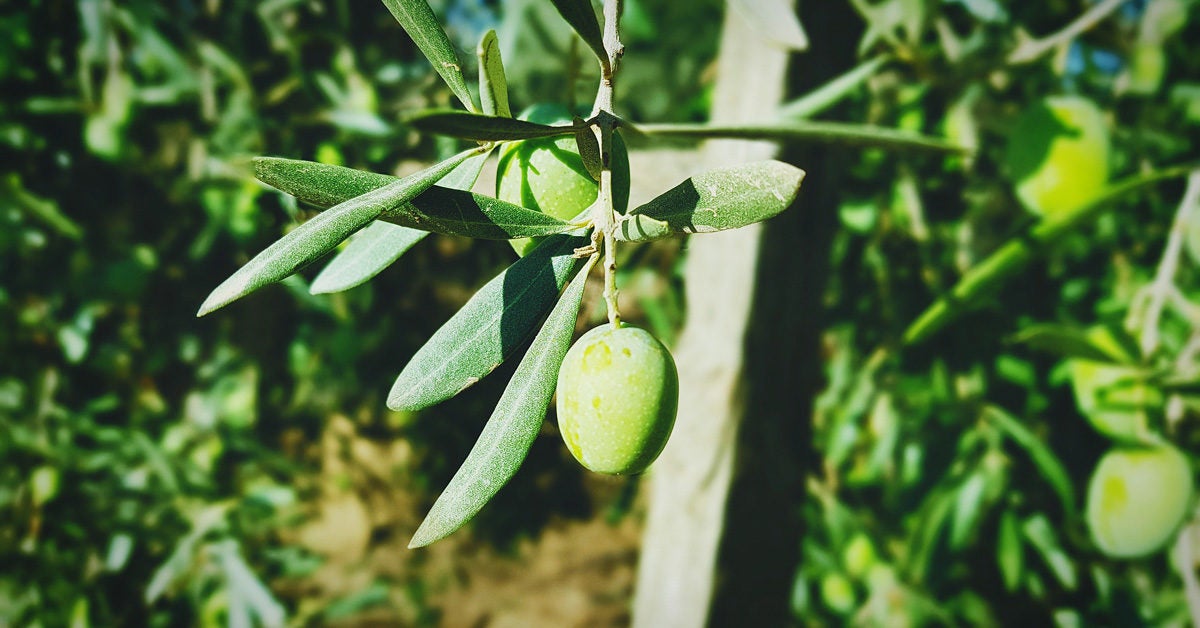 green mango with leaf