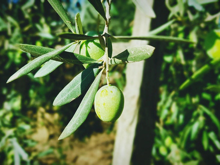 8 Emerging Benefits of Mango Leaves