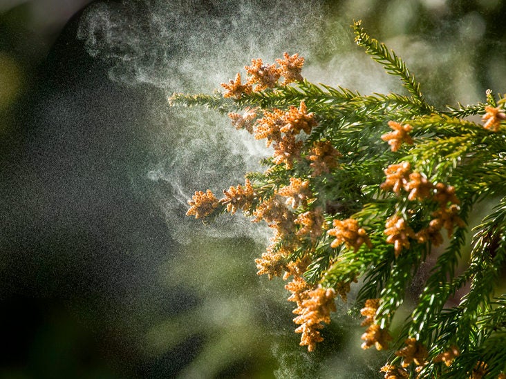 rag float Arne What to Know About Pine Pollen: Benefits, Uses & Side Effects