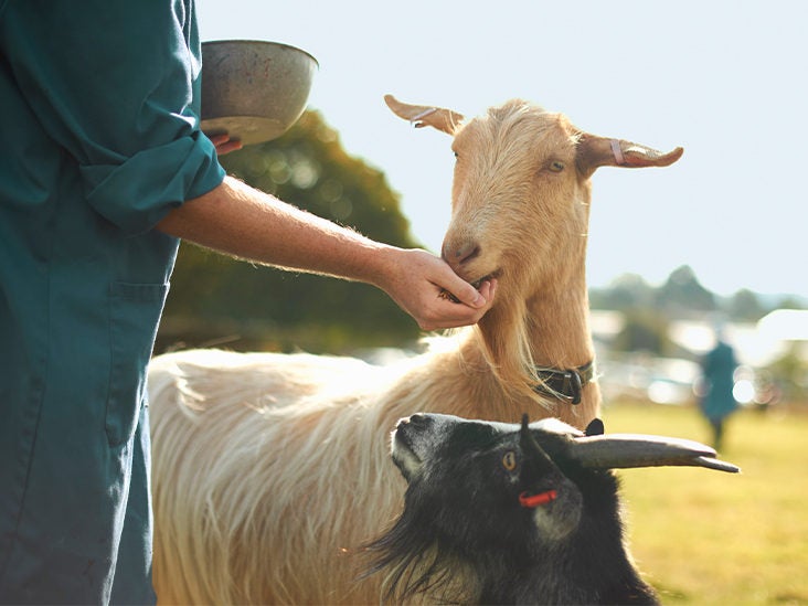 Does Goat's Milk Contain Lactose?