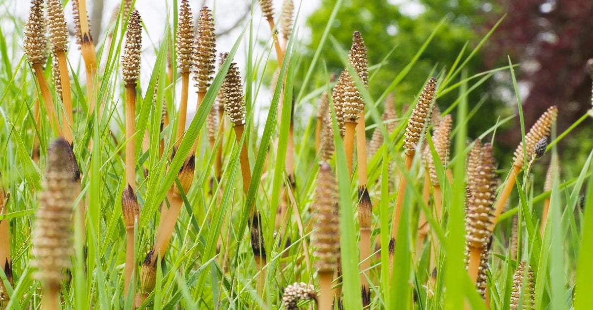 Image of Dried field horsetail plant
