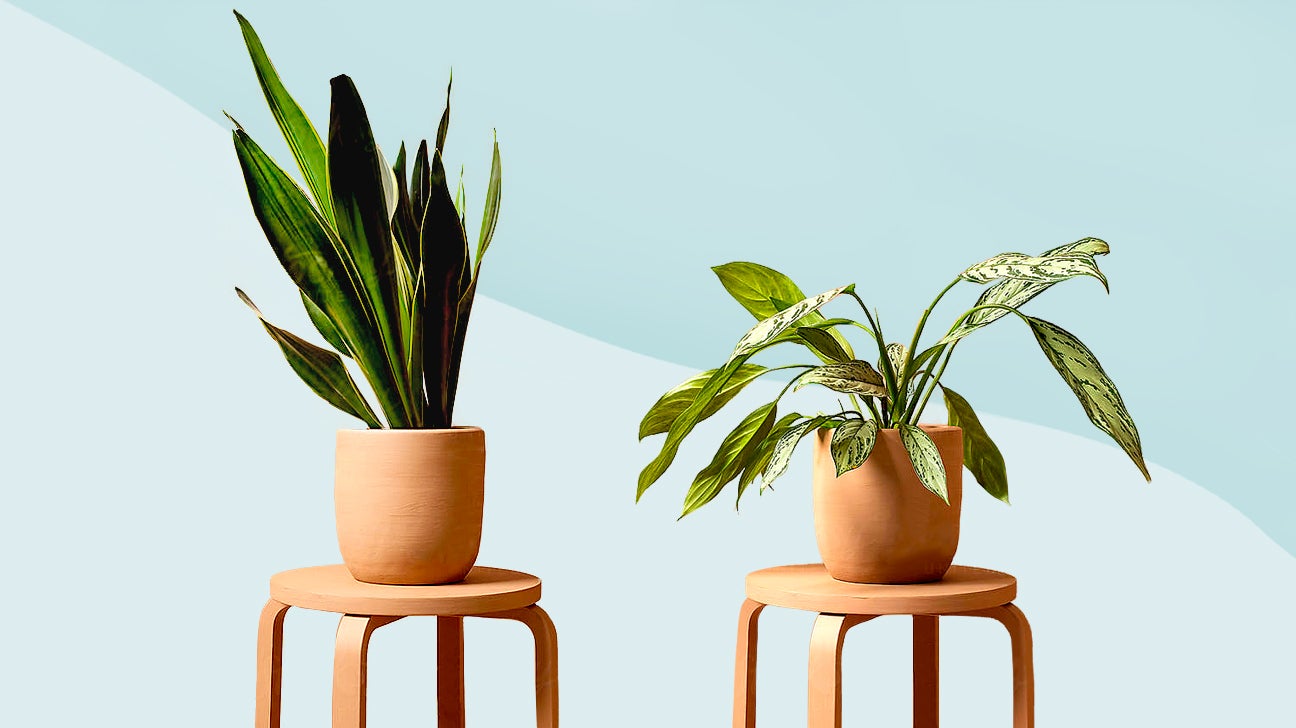 11 Low Maintenance Plants for the Forgetful Type
