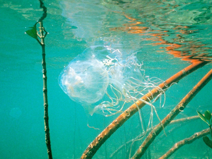 Box Jellyfish Sting Emergency First Aid Side Effects And Symptoms