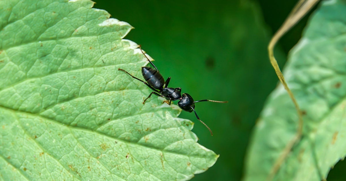 Carpenter Ant Bite Side Effects Symptoms Treatment And Prevention