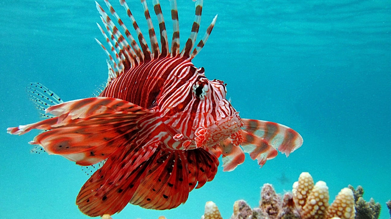 Lionfish Sting Symptoms Treatment And Recovery Lionfish Sting Symptoms Treatment And Recovery