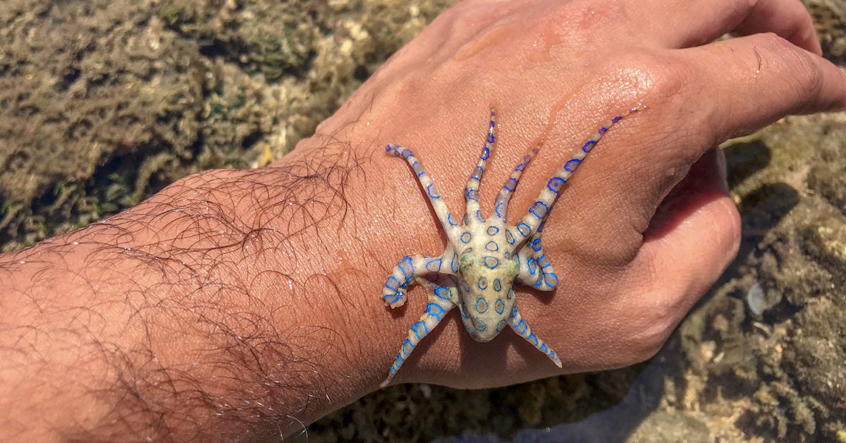 Om toevlucht te zoeken stilte Slot Blue-Ringed Octopus Bite Symptoms and Emergency First Aid