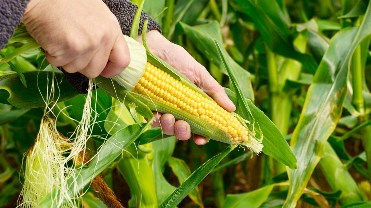 GMOs: Pros and Cons, Backed by Evidence