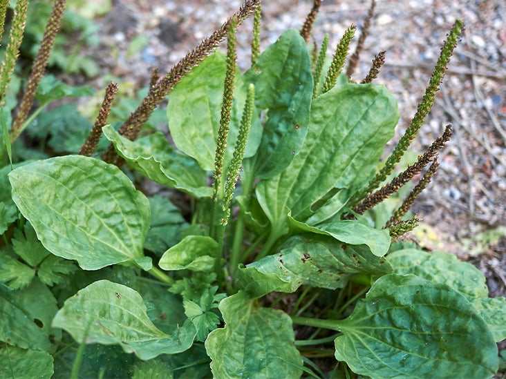 Image of Plantain (Plantago major) perennial weed