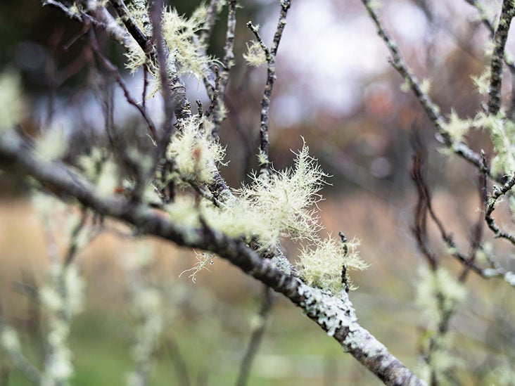 What Is Usnea? All About This Herbal Supplement