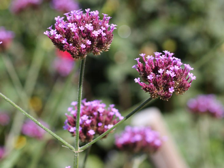 What Is Vervain (Verbena)? All You Need to Know
