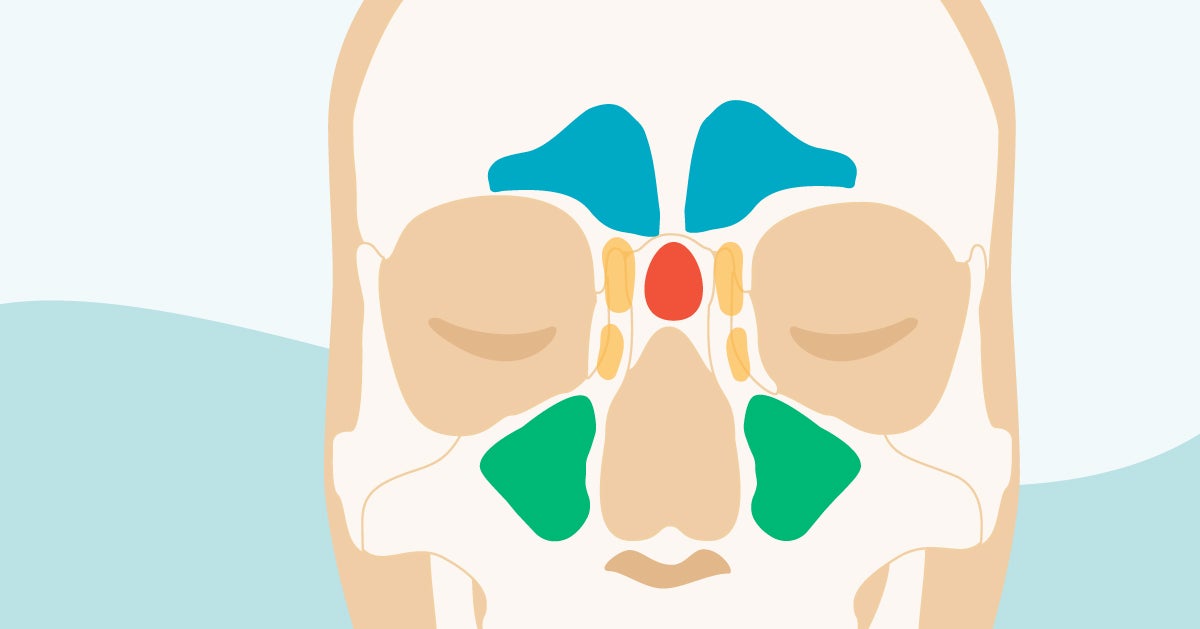 Sinus Cavities In The Head Anatomy Diagram Pictures