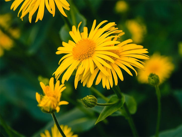 Arnica Homeopathic Medicine: Overview, Uses, and Benefits