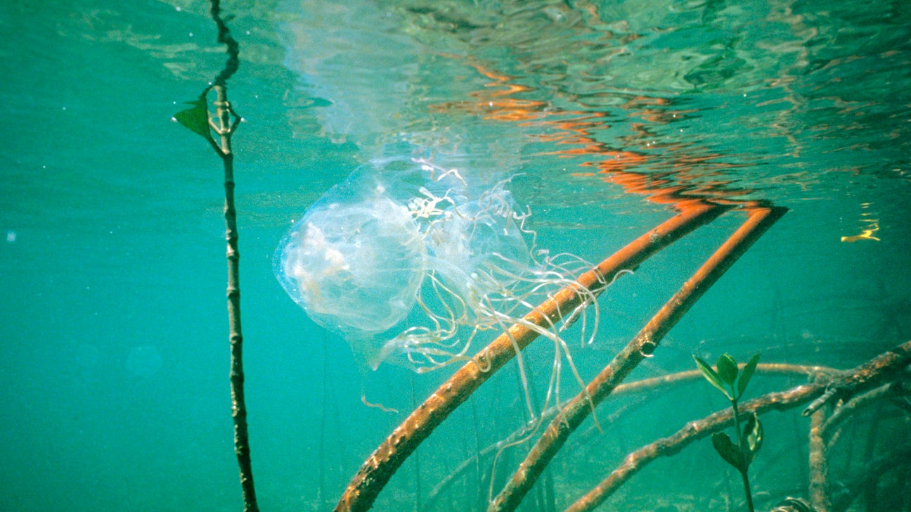 Box Jellyfish Sting Emergency First Aid, Side Effects, and Symptoms