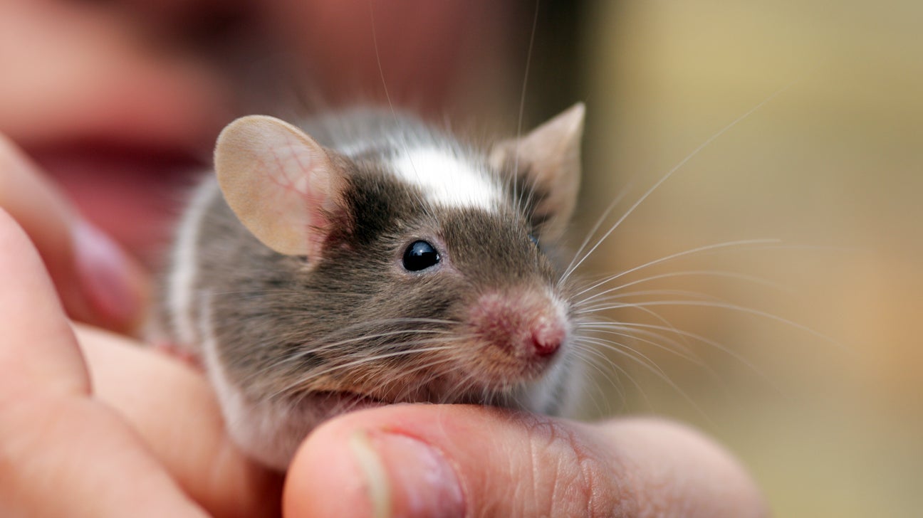 Rodent Control: How Do Professionals Keep Mice Out of Your H