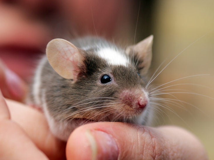 If You're Bitten By a Mouse: Treatment and When to See a Doctor