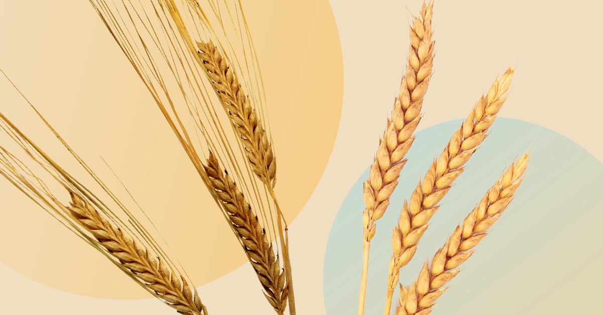 How to tell the difference between wheat and barley