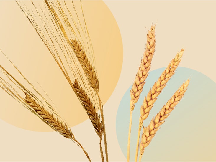 Barley vs. Wheat What’s the Difference?