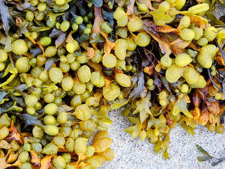 Bladderwrack: Benefits, Uses, and Side Effects