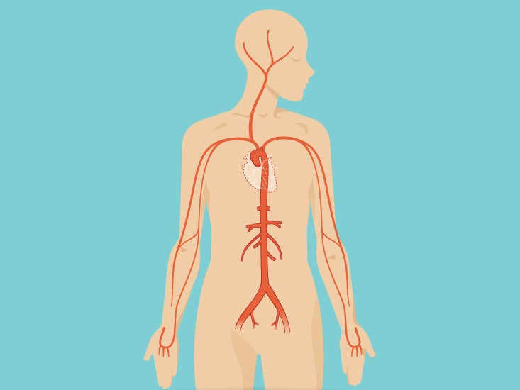 Iliolumbar Ligament Anatomy, Function & Diagram | Body Maps