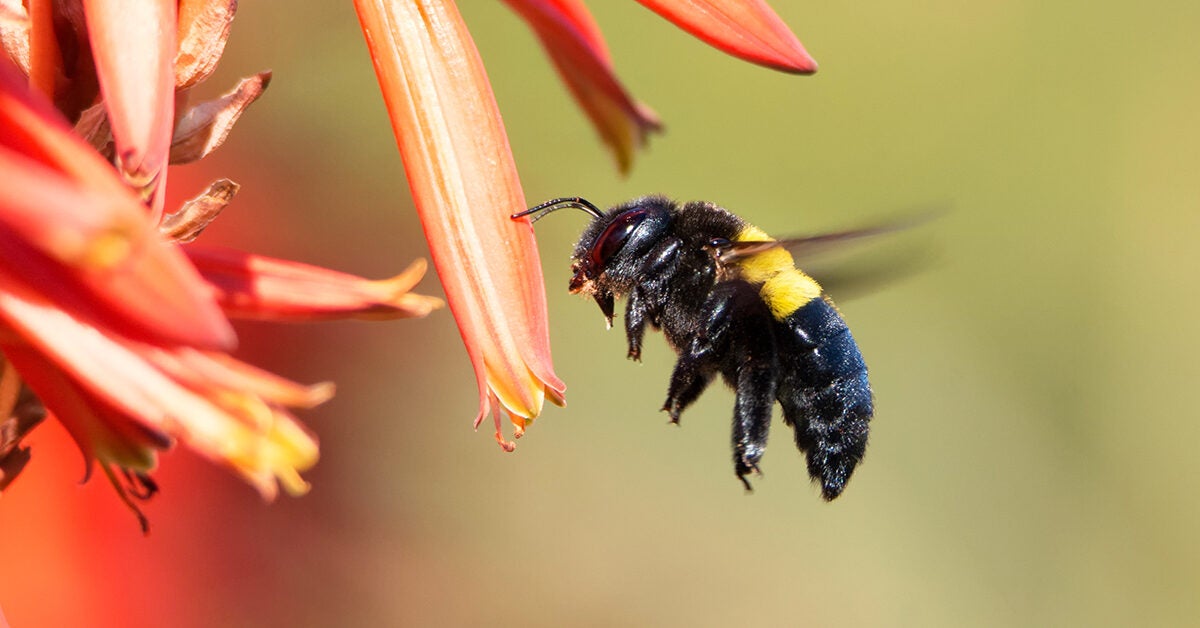 Carpenter Bee Sting: Identifying, Treating, Preventing