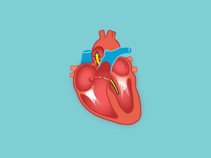 Chest Blood Vessels Anatomy Diagram Function Body Maps