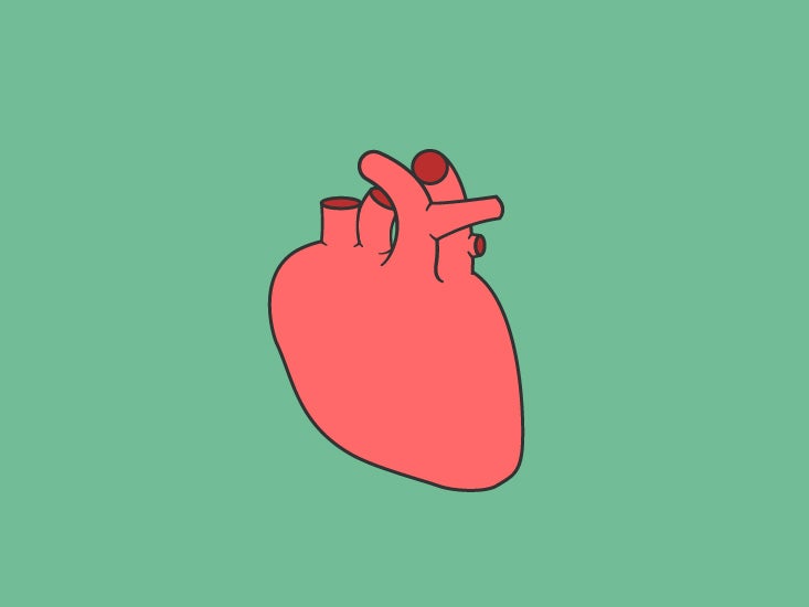 Bulbourethral Artery Anatomy Function And Diagram Body Maps