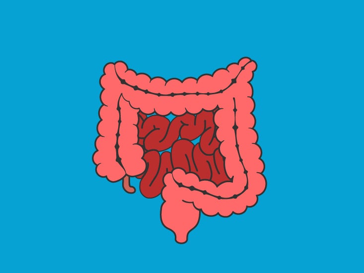 Gallbladder Function, Location & Anatomy | Body Maps