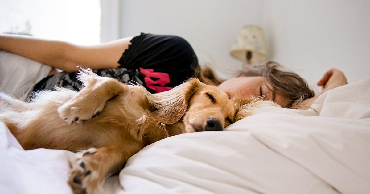 do dogs like sleeping on beds