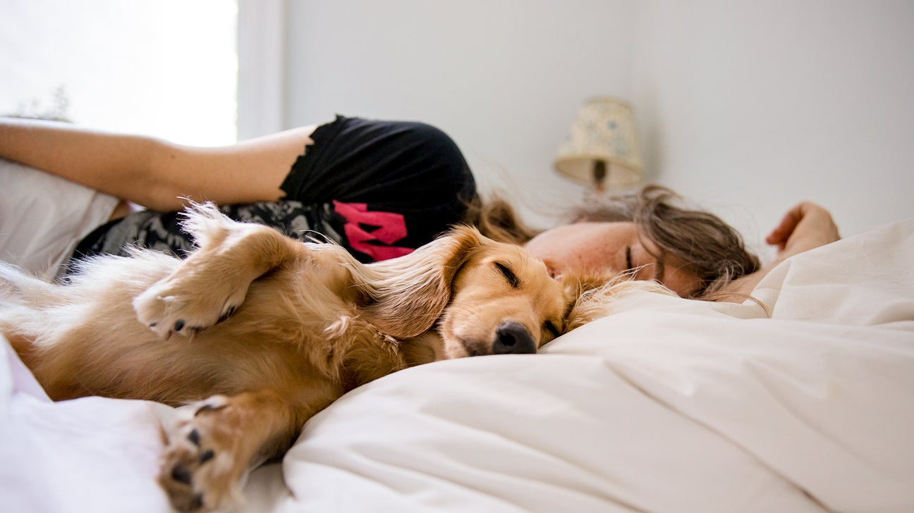 1296px x 728px - Sleeping with Dogs: Benefits for Your Health, Risks, and Precautions