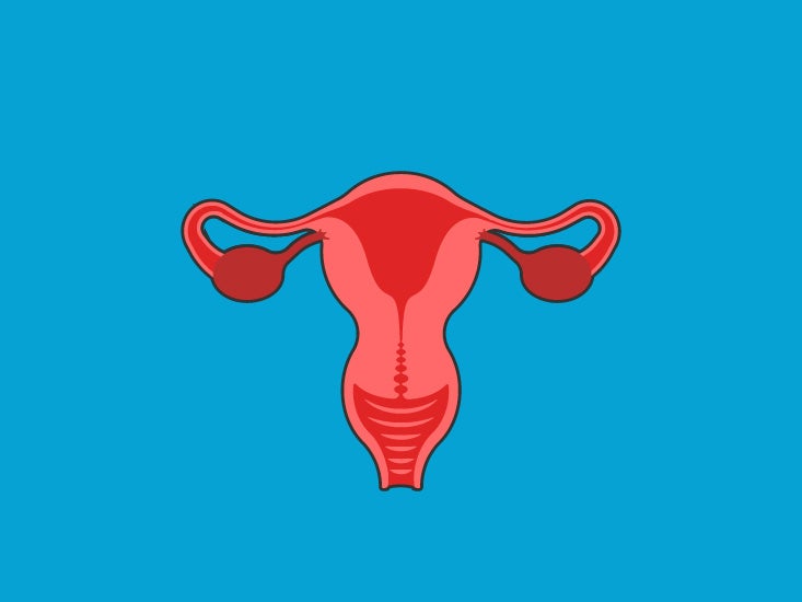 Female Urethra: Anatomy, Function, Diagram, Conditions, Health Tips