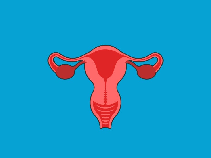 female reproductive system not labeled