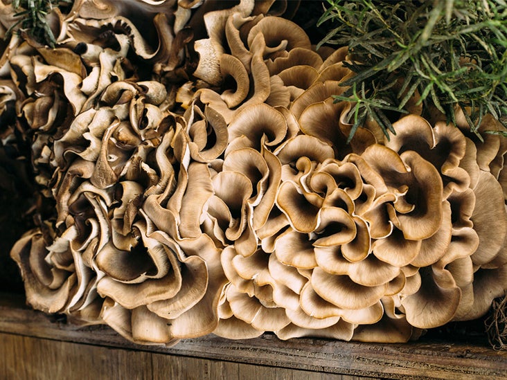 Texas Mushroom Identification Guide: Nurturing Mycology Knowledge  