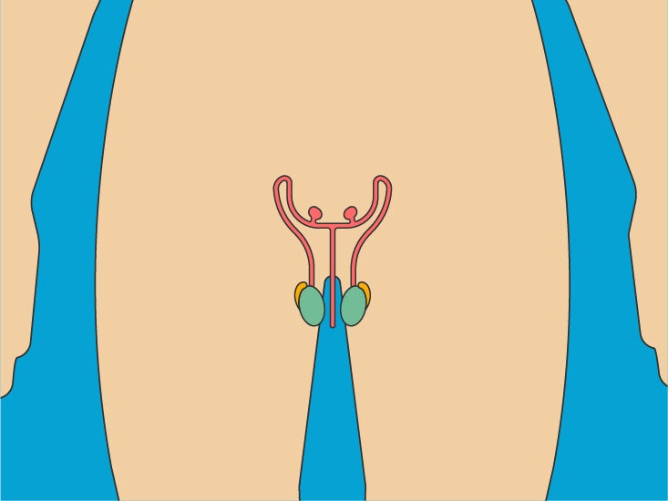 Male Reproductive Internal Organs Diagram | Body Maps