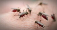 Which Communities Will Be Hit Hardest by West Nile Virus This Year?