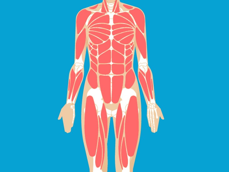 Muscular System Anatomy Diagram Function Healthline