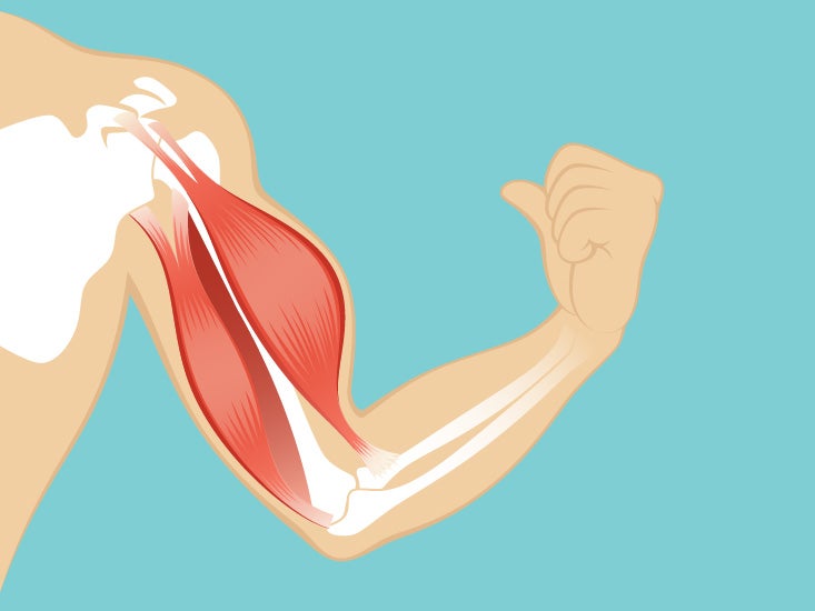 Abdominal Deep Muscles Anatomy & Diagram | Body Maps