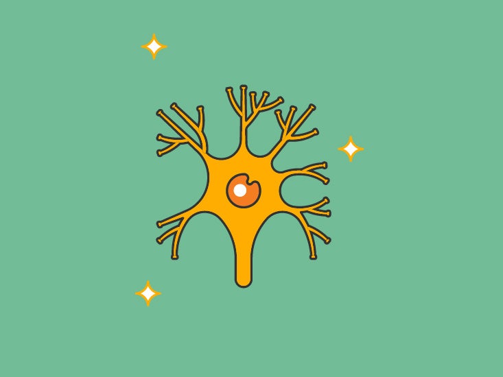 Oval Window Function, Definition & Anatomy Body Maps
