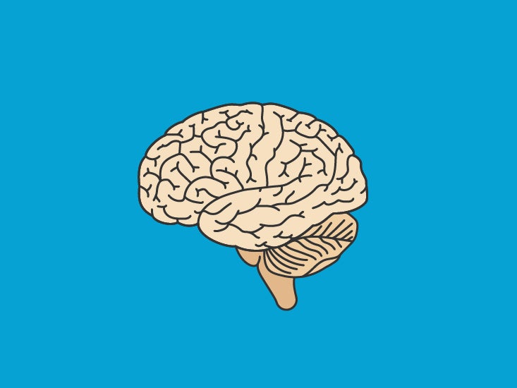 Putamen Function, Definition & Anatomy | Body Maps