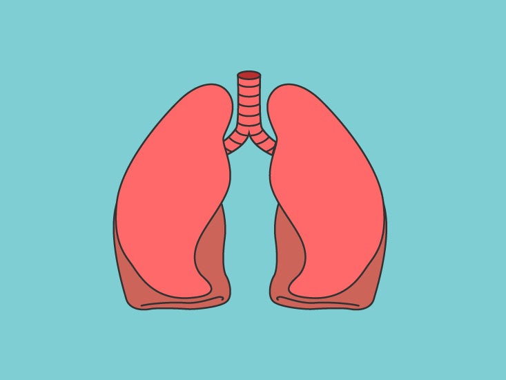 Lung Anatomy, Function, and Diagrams