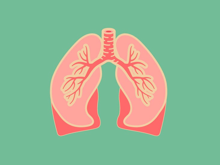 Lung Superior Lobe Diagram & Function | Body Maps