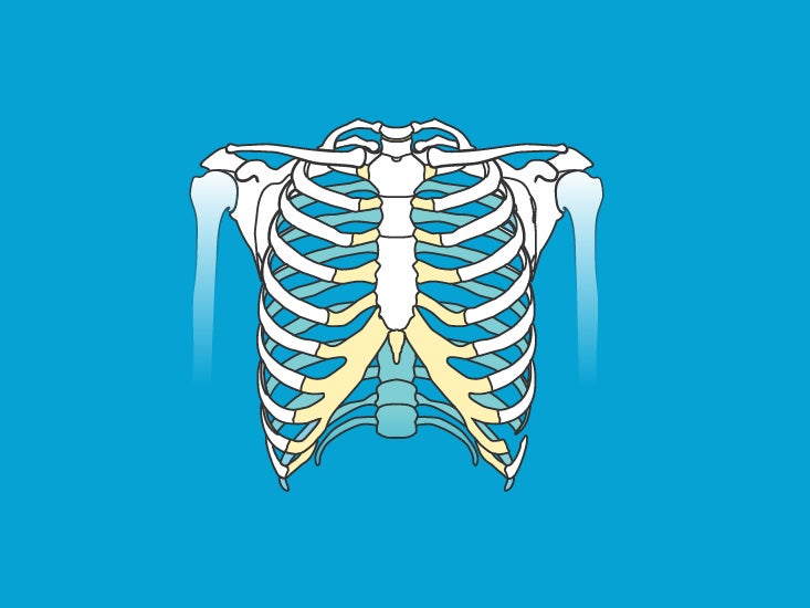Human ribs body in Human Ribs: