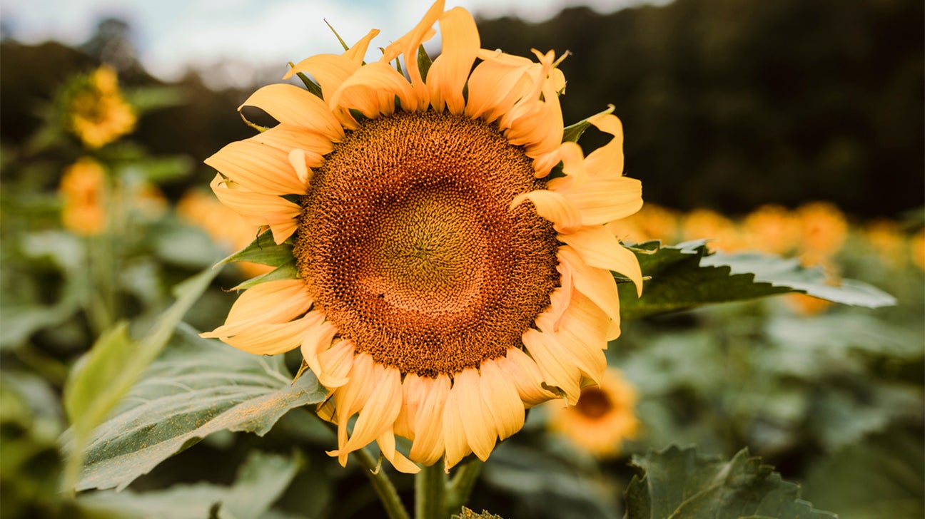 Are Sunflower Seeds Good for Weight Loss