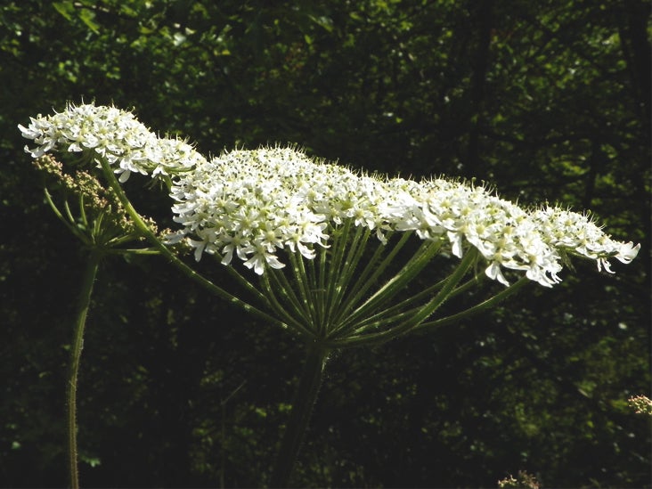 Hogweed Burns How To Avoid Giant Hogweed And Treat Burns