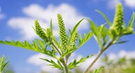 Ragweed Allergies Symptoms and Treatment