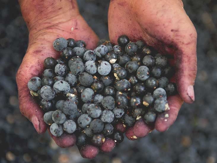 8 Facts About the Acai Berry