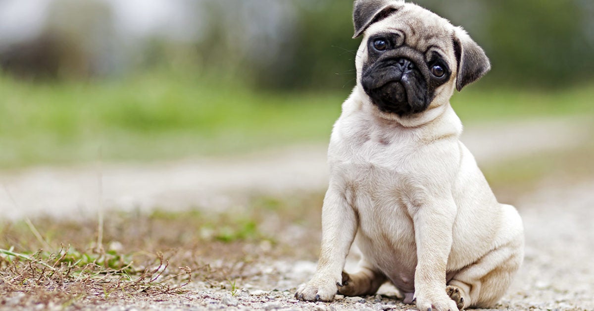 most unhealthy dog breeds